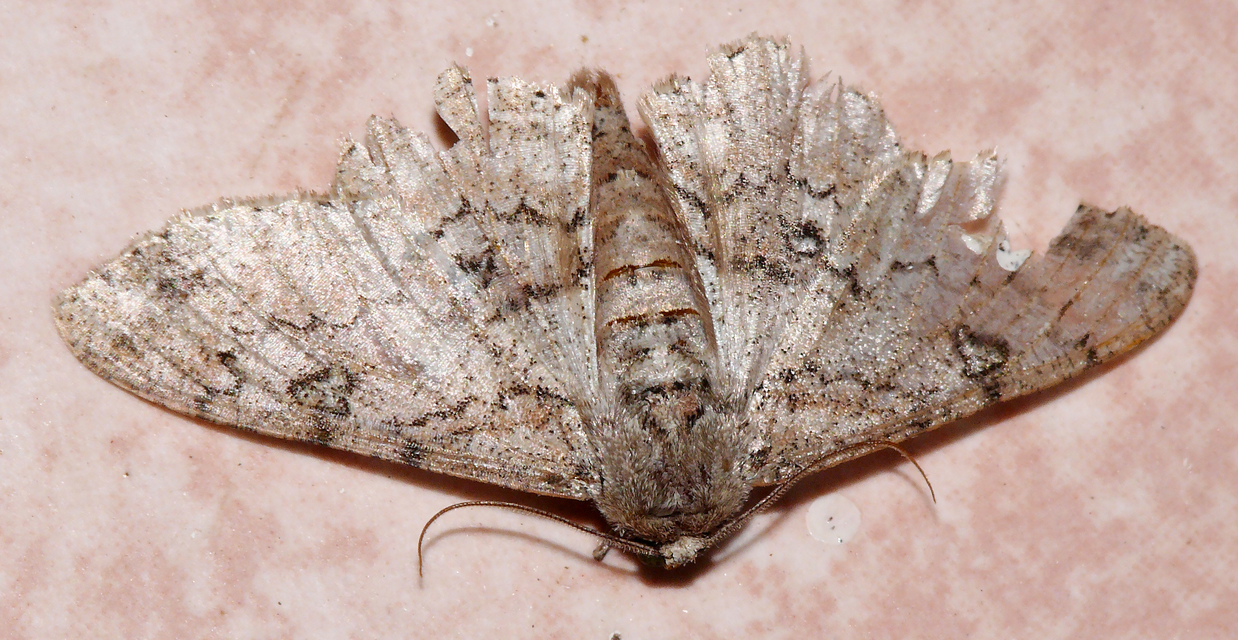 Ascotis selenaria - holdas faaraszoló