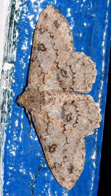 Ascotis selenaria - holdas faaraszoló