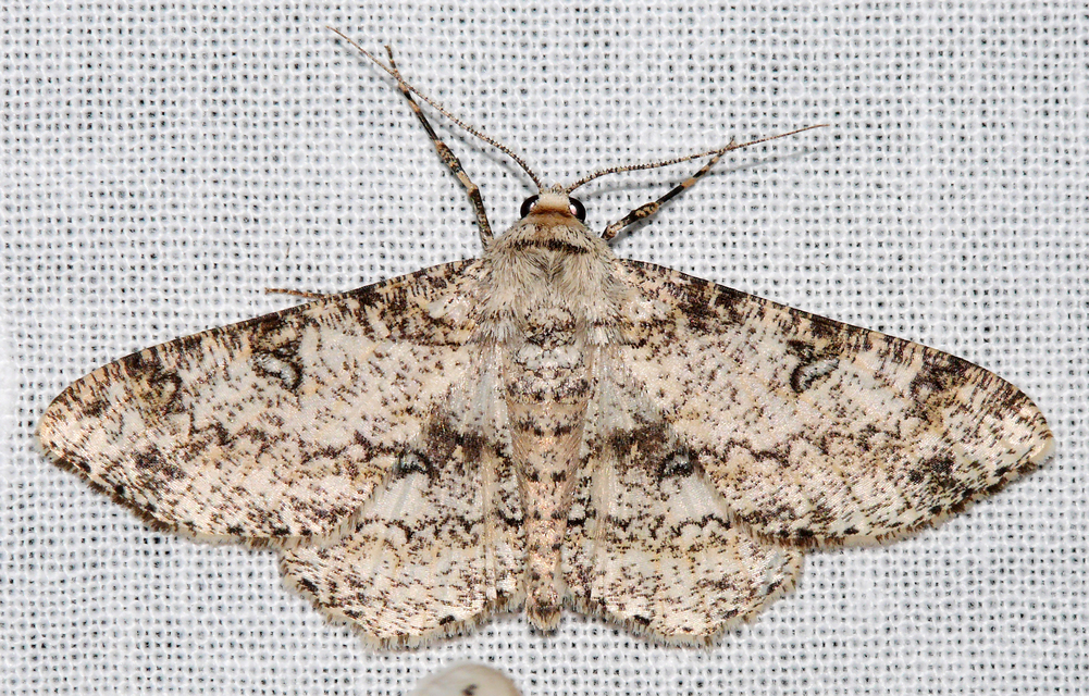 Ascotis selenaria - holdas faaraszoló