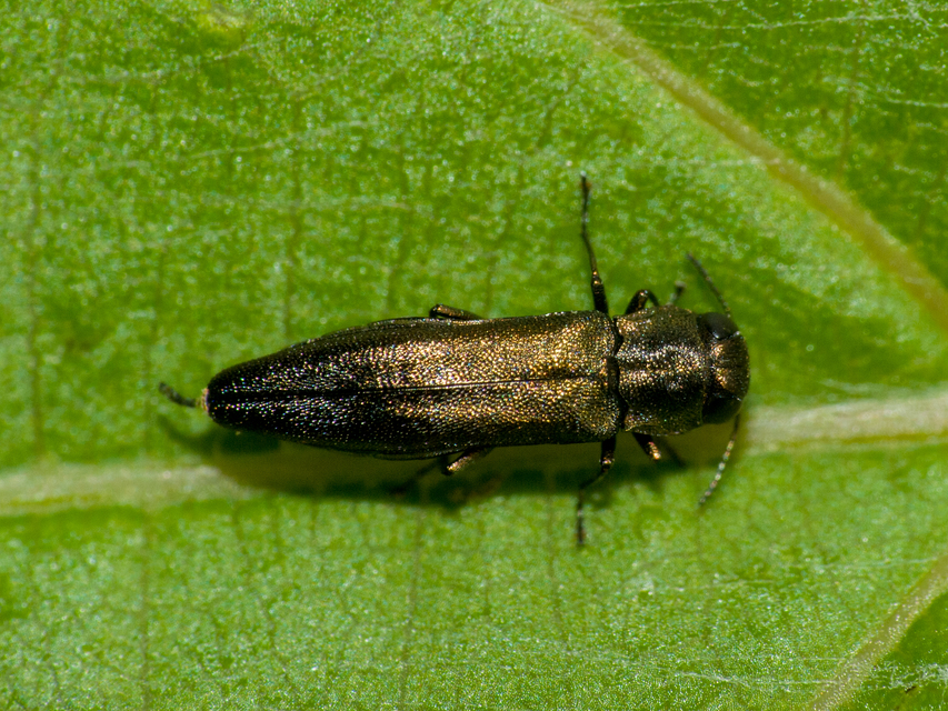 Agrilus derasofasciatus - szőlő-karcsúdíszbogár