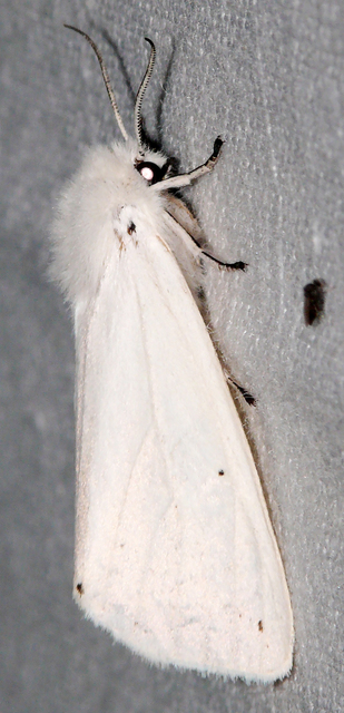 Spilosoma urticae - hószínű medvelepke