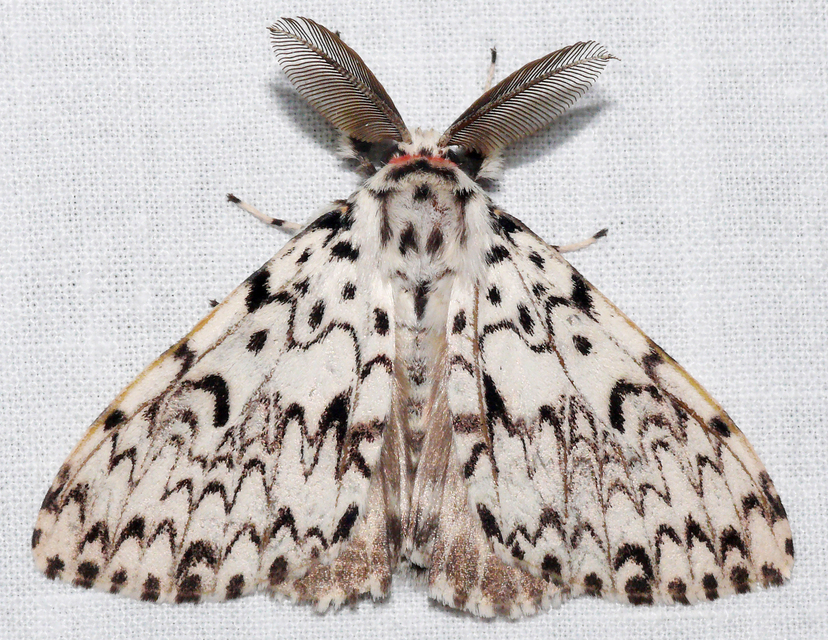 Lymantria monacha - apácalepke