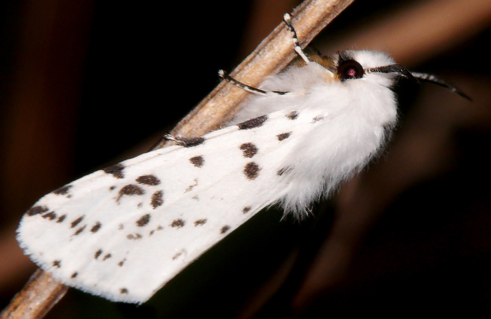 Hyphantria cunea - amerikai fehér medvelepke