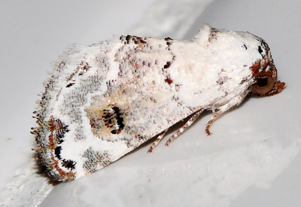 Eublemma scitula