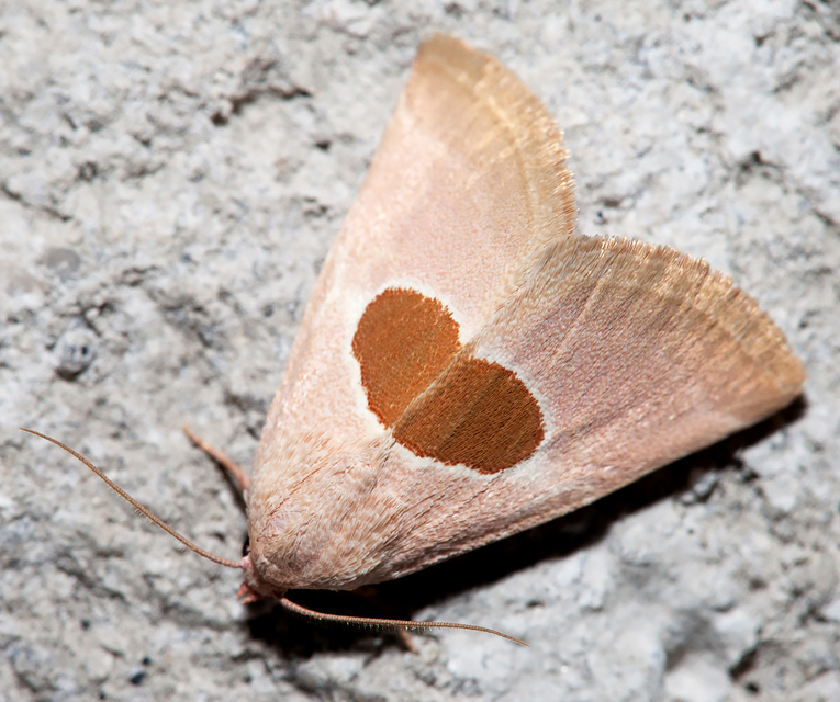 Calymma communimacula - pajzstetűfaló bagoly