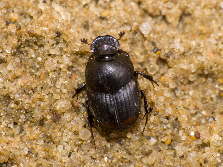 Onthophagus furcatus - villás trágyatúró
