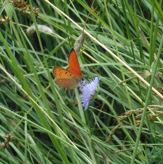 Lycaena virgaureae - arany-tűzlepke
