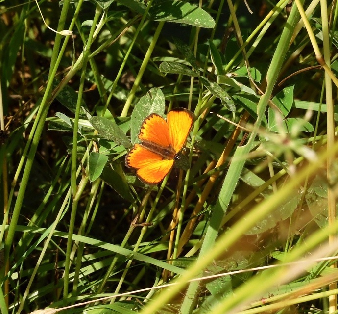 Lycaena virgaureae - arany-tűzlepke
