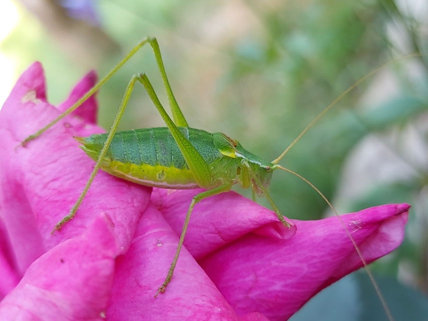Isophya camptoxypha - kárpáti tarsza