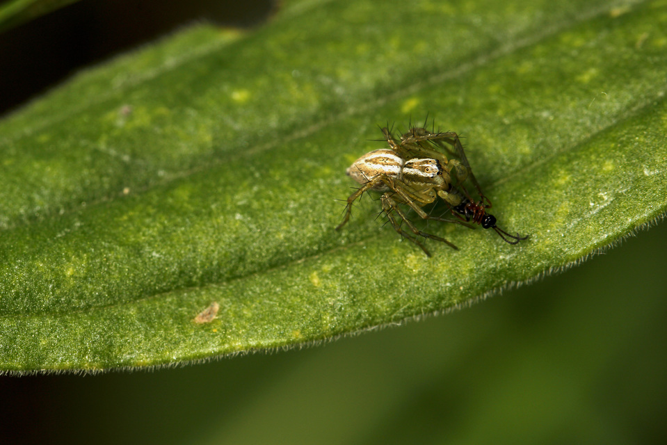 Oxyopes lineatus