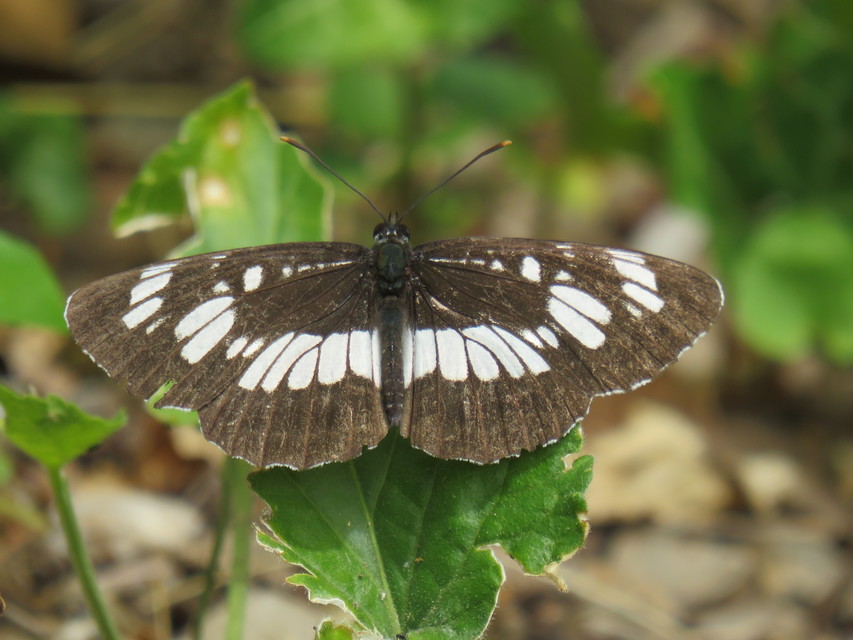 Neptis rivularis - nagy fehérsávoslepke