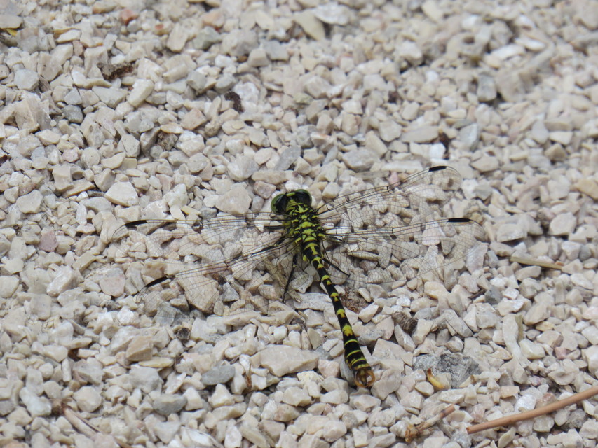 Onychogomphus forcipatus - gyűrűs folyami-szitakötő