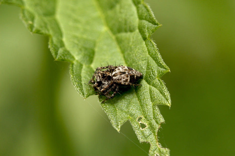 Oxyopes ramosus