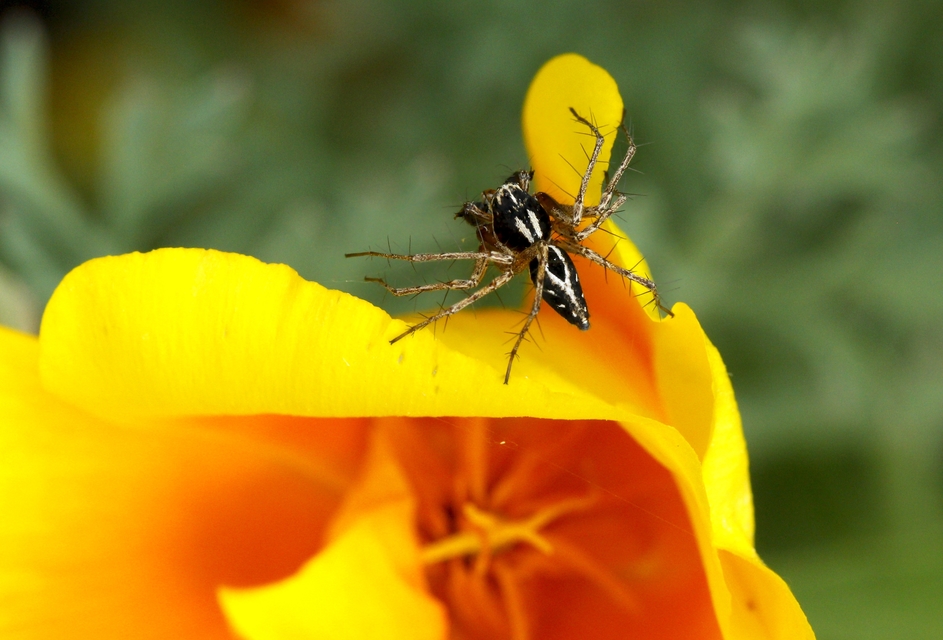 Oxyopes heterophthalmus - homoki hiúzpók