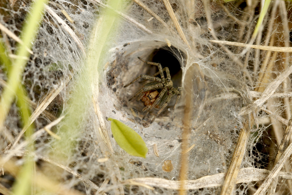 Agelena labyrinthica - illó tölcsérpók