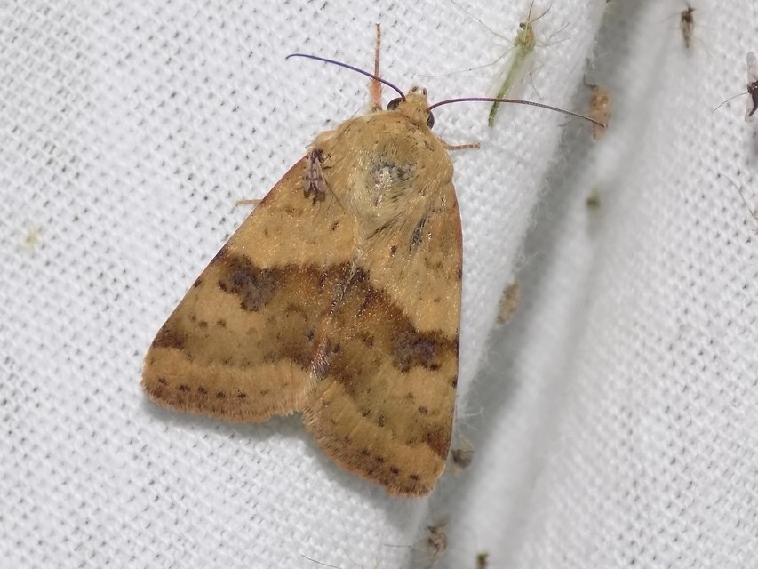 Heliothis viriplaca - mácsonyabagoly
