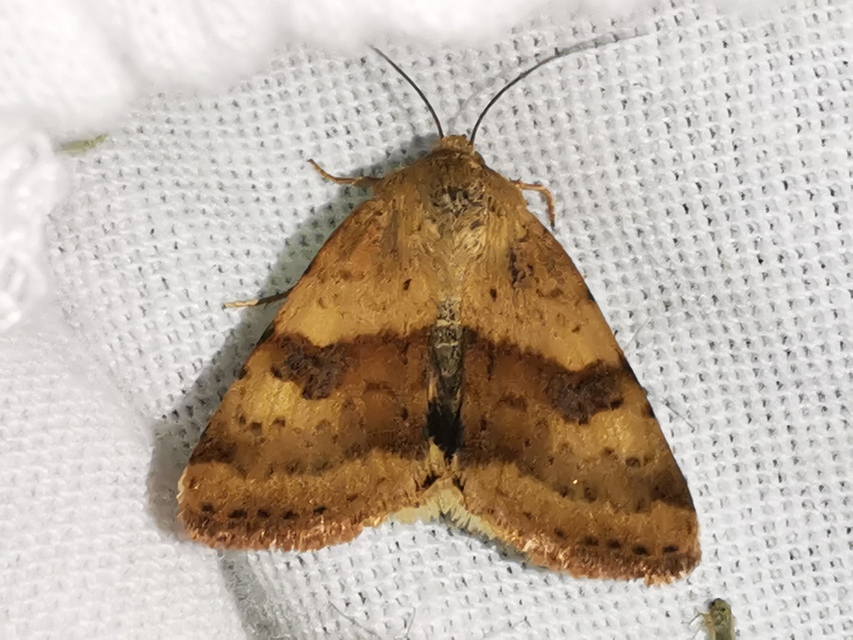 Heliothis viriplaca - mácsonyabagoly