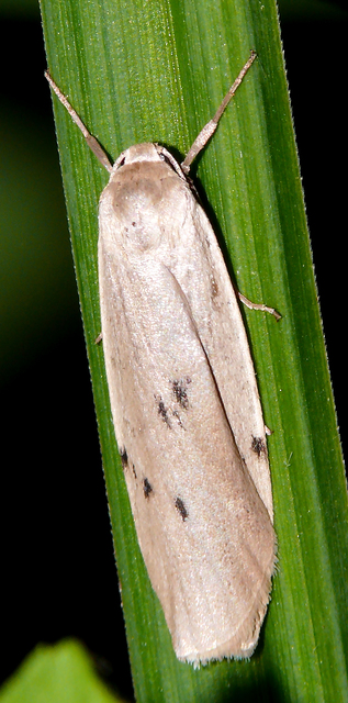 Pelosia muscerda - hamvas zuzmószövő