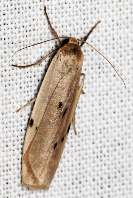 Pelosia muscerda - hamvas zuzmószövő