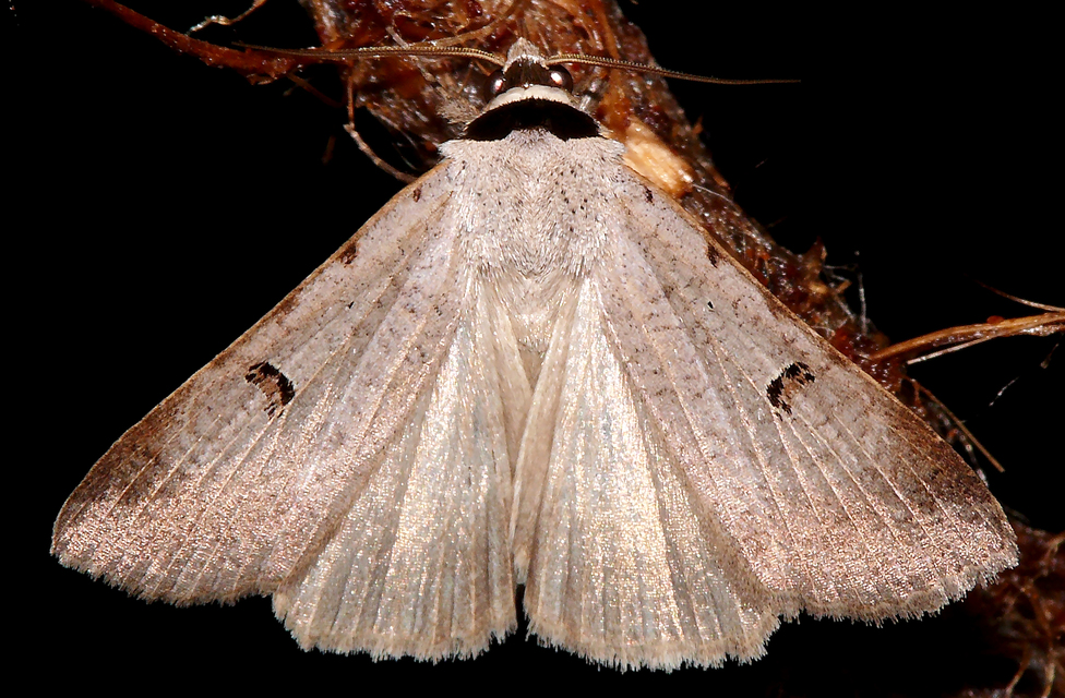 Lygephila craccae - gyakori csüdfűbagoly