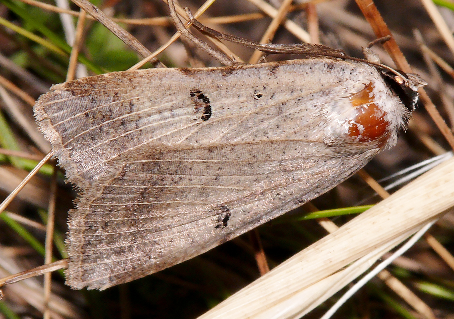 Lygephila craccae - gyakori csüdfűbagoly
