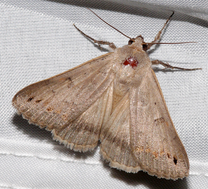 Clytie syriaca