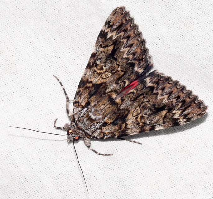 Catocala promissa - kis tölgyfa-övesbagoly