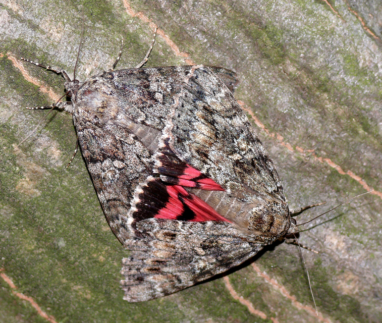 Catocala promissa - kis tölgyfa-övesbagoly