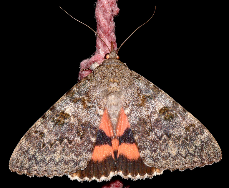 Catocala elocata - közönséges övesbagoly