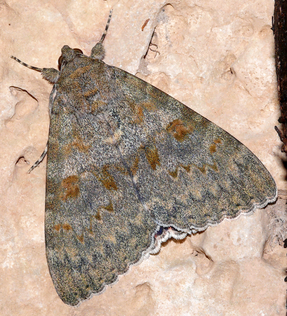 Catocala elocata - közönséges övesbagoly