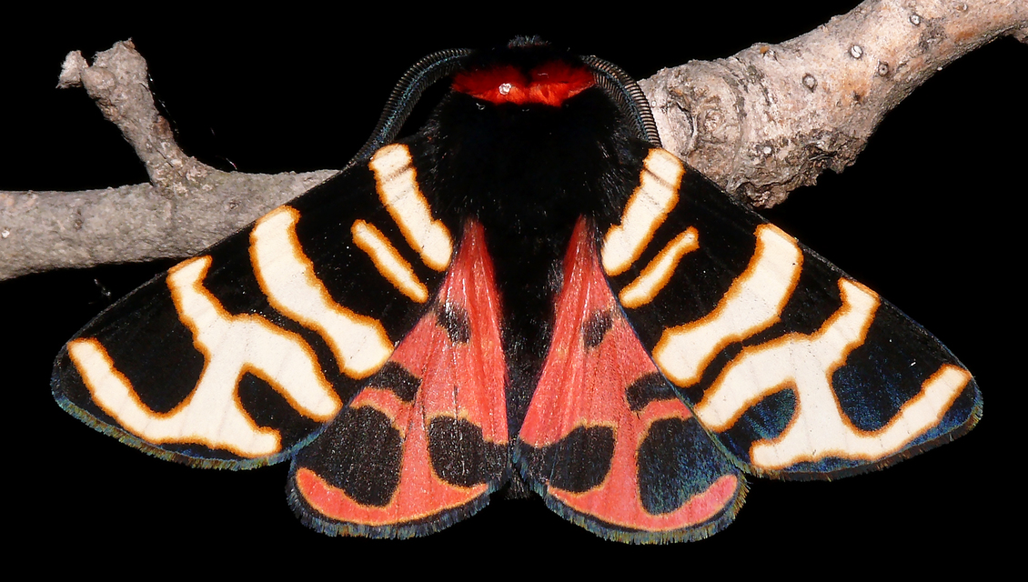 Arctia festiva - díszes medvelepke
