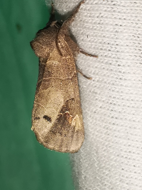 Clostera anachoreta - tarka levélszövő