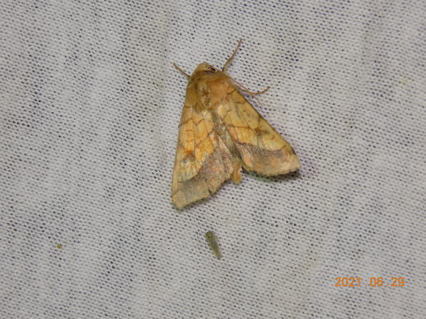 Pyrrhia umbra - iglicebagoly