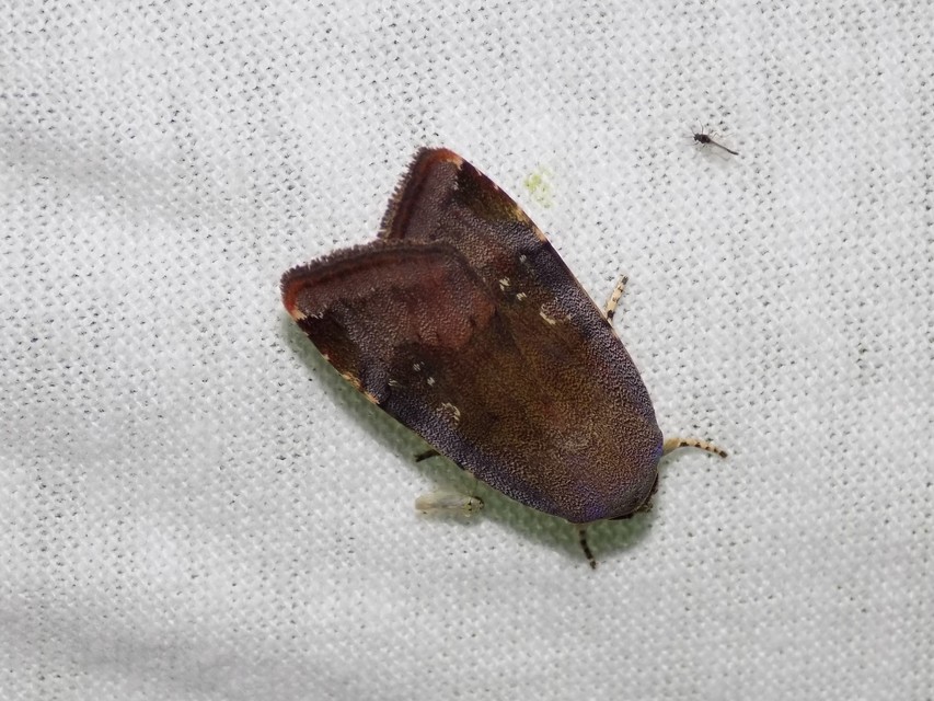 Noctua janthe/janthina