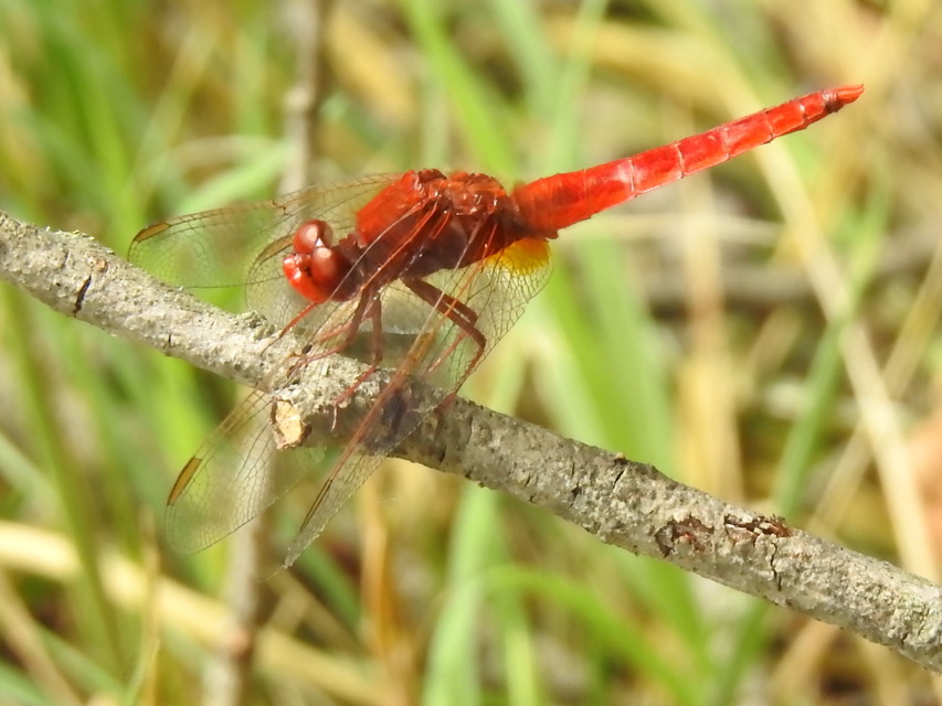 Crocothemis erythraea - skarlát szitakötő