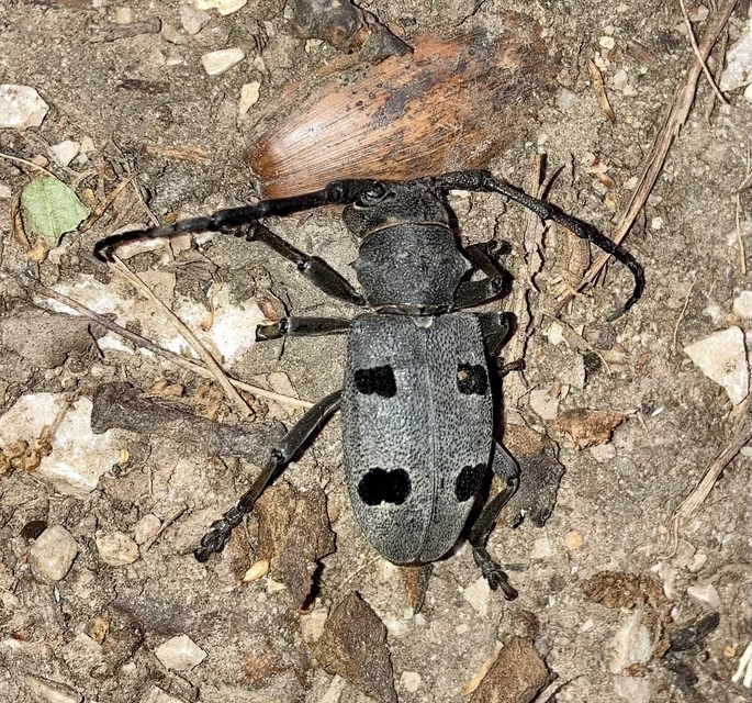 Morimus asper funereus - gyászcincér