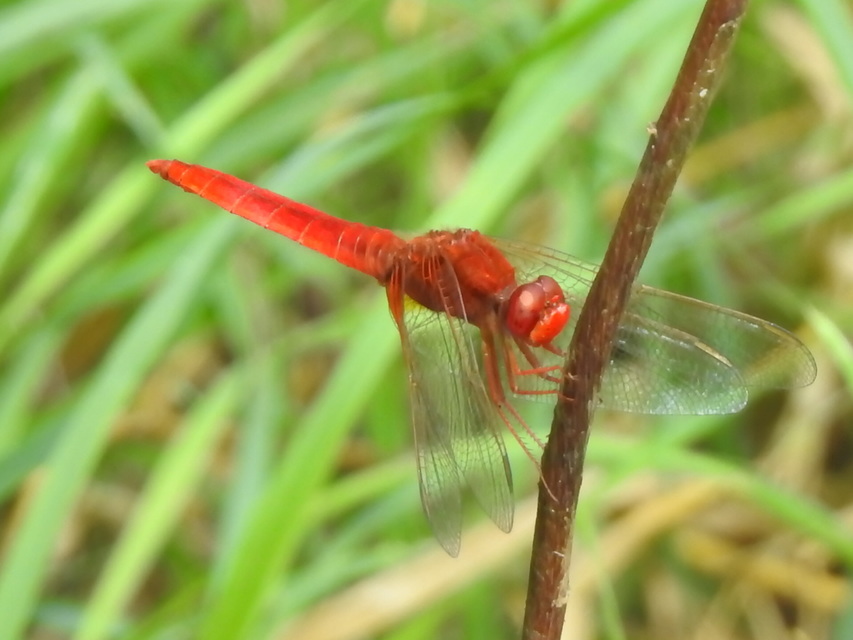 Crocothemis erythraea - skarlát szitakötő