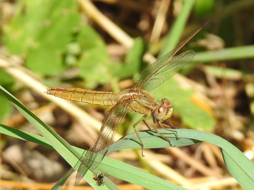 Crocothemis erythraea - skarlát szitakötő