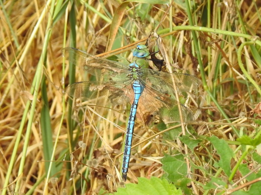 Anax imperator - zöld óriásacsa