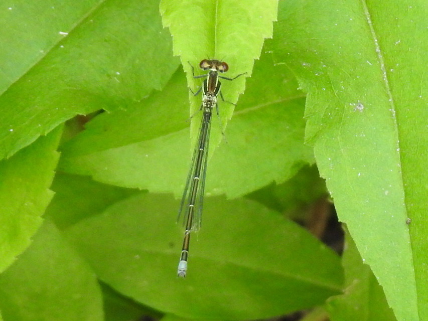Erythromma viridulum - kis pirosszemű-légivadász