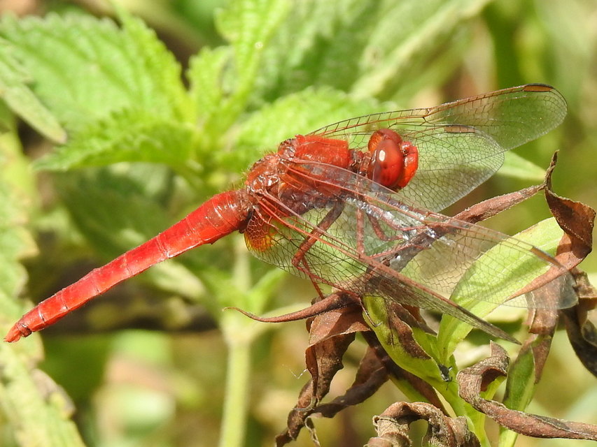 Crocothemis erythraea - skarlát szitakötő