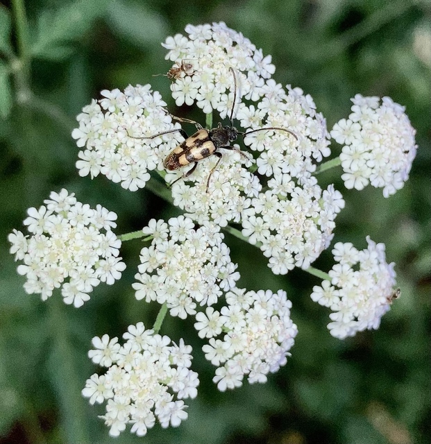 Pachytodes erraticus - rajzos virágcincér