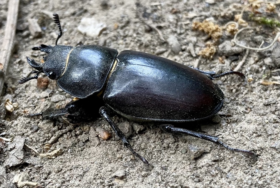 Lucanus cervus - nagy szarvasbogár