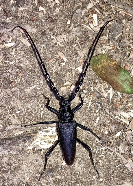 Cerambyx cerdo - nagy hőscincér