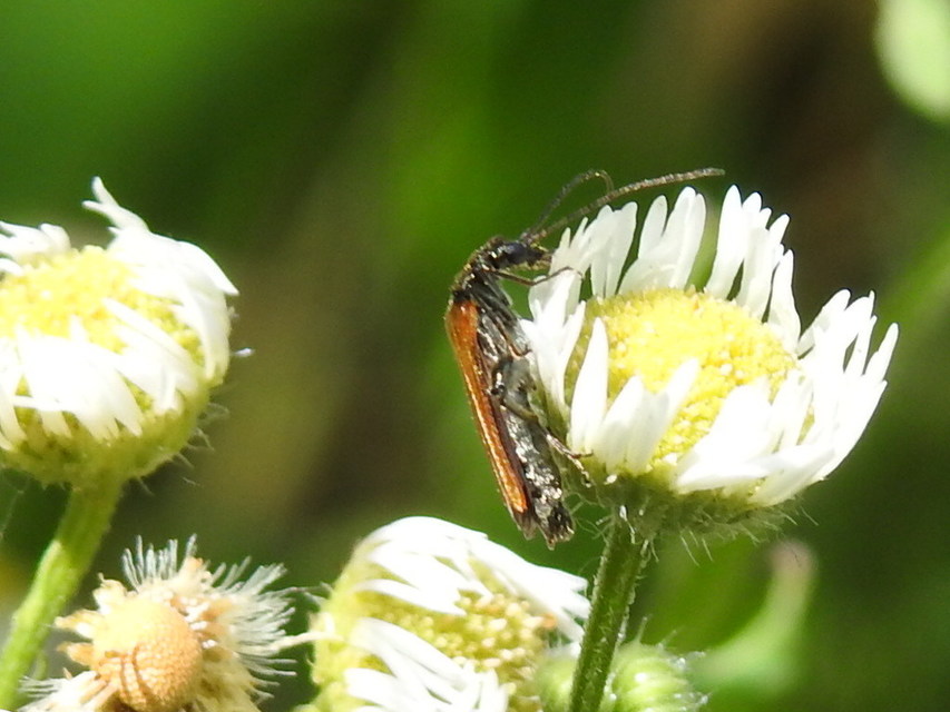 Oedemera femorata - sárgahátú álcincér