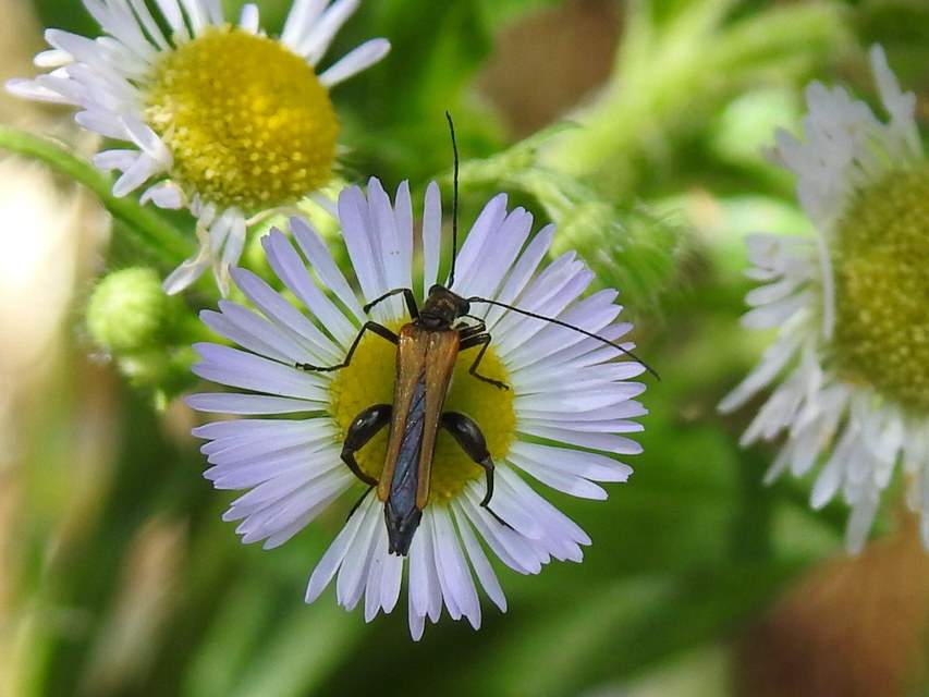 Oedemera femorata - sárgahátú álcincér