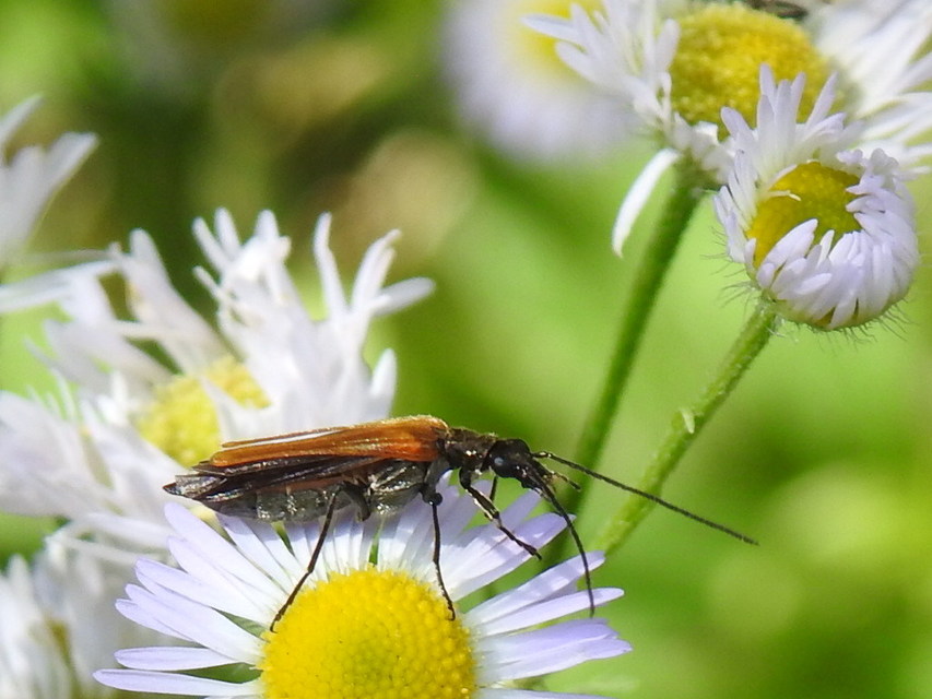 Oedemera femorata - sárgahátú álcincér