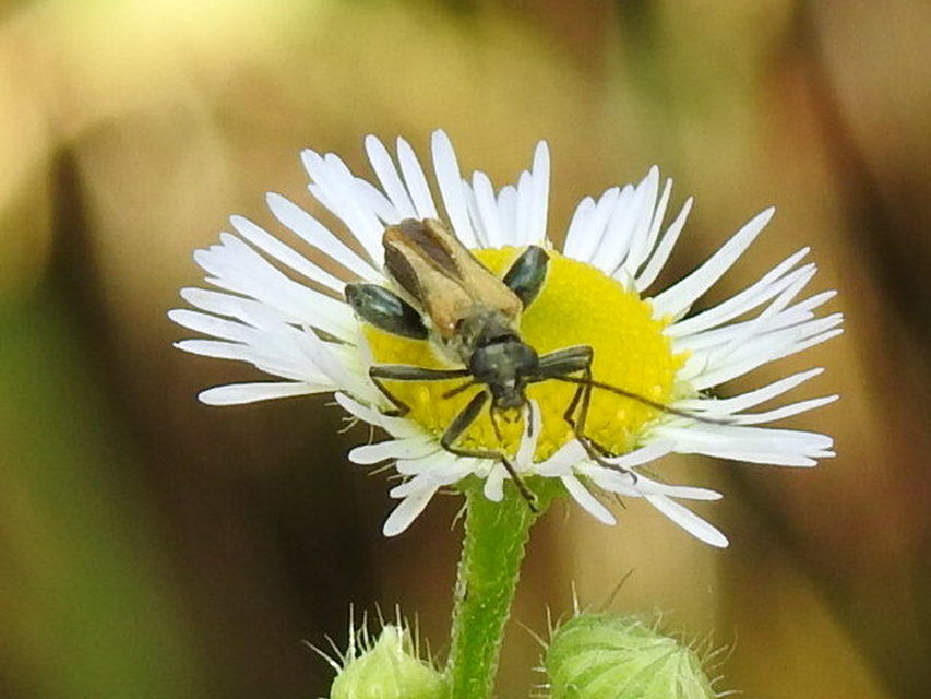Oedemera femorata - sárgahátú álcincér