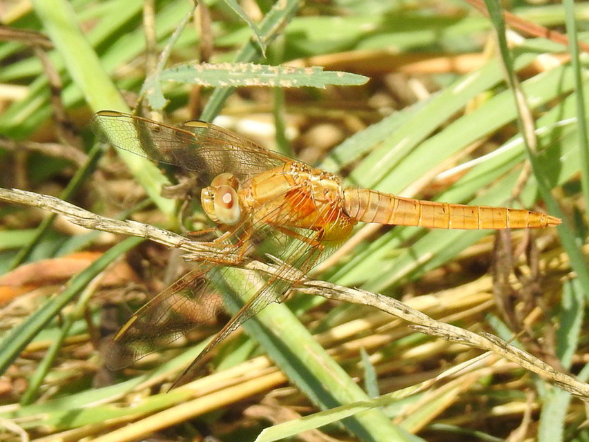 Crocothemis erythraea - skarlát szitakötő