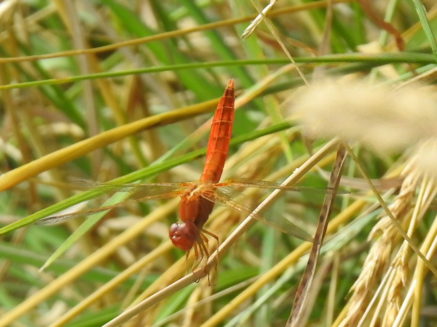Crocothemis erythraea - skarlát szitakötő